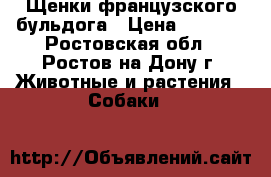 Щенки французского бульдога › Цена ­ 8 000 - Ростовская обл., Ростов-на-Дону г. Животные и растения » Собаки   